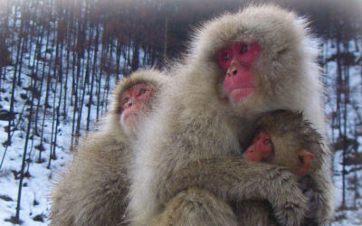 Surviving Siberia – get the right coat!