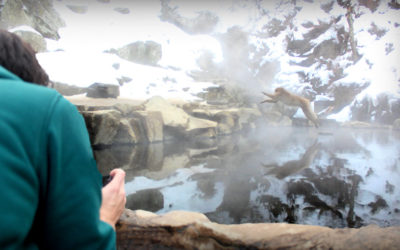 Japan’s Snow Monkey Spa and how to get there