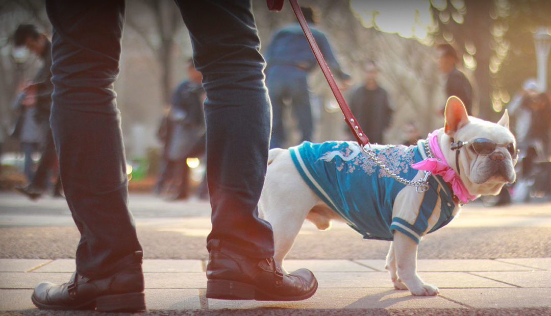 The Craziest Things to See in Tokyo