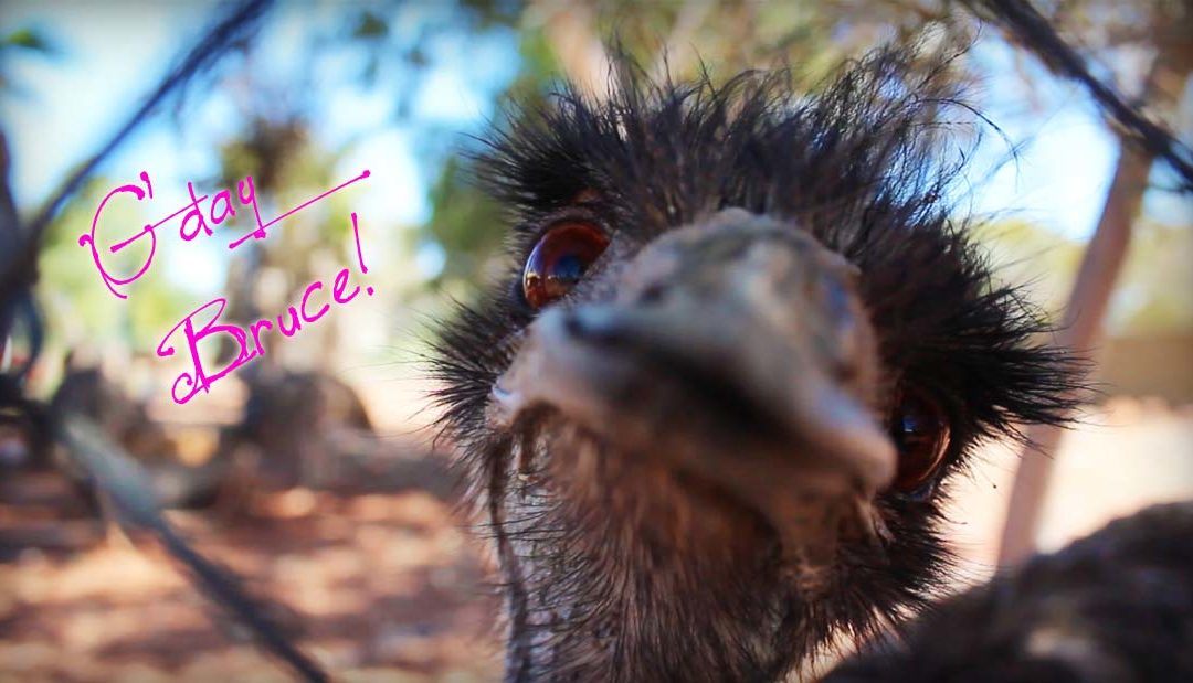 Australia wins craziest animals prize