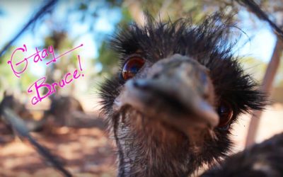 Australia wins craziest animals prize
