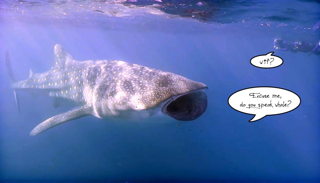 5 crazy whale shark facts